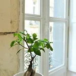 L'appart D'oli Et Tiane Burdeos
